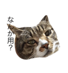 CAT stamp  Noel（個別スタンプ：1）