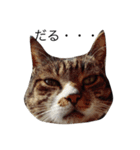 CAT stamp  Noel（個別スタンプ：2）