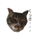 CAT stamp  Noel（個別スタンプ：3）
