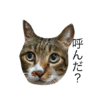 CAT stamp  Noel（個別スタンプ：4）