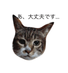 CAT stamp  Noel（個別スタンプ：5）