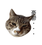 CAT stamp  Noel（個別スタンプ：6）
