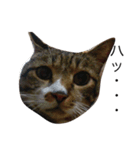 CAT stamp  Noel（個別スタンプ：7）