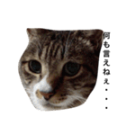 CAT stamp  Noel（個別スタンプ：8）