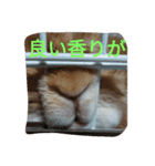 fivebrother（個別スタンプ：6）