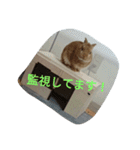fivebrother（個別スタンプ：11）