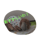 fivebrother（個別スタンプ：15）