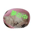 fivebrother（個別スタンプ：17）