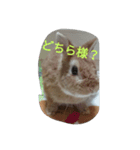 fivebrother（個別スタンプ：31）