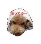 トイプードルのジルくん（個別スタンプ：3）