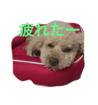 トイプードルのジルくん（個別スタンプ：8）