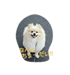 ポメラニアンちゃん（個別スタンプ：5）
