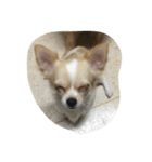 A little dags（個別スタンプ：3）