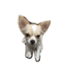 A little dags（個別スタンプ：5）