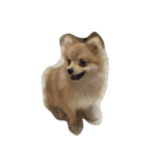 A little dags（個別スタンプ：6）