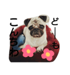 pag asayan（個別スタンプ：6）
