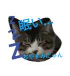 かわいいニャンコ♡ジンくん（個別スタンプ：3）