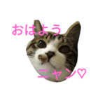 かわいいニャンコ♡ジンくん（個別スタンプ：8）