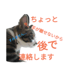 かわいいニャンコ♡ジンくん（個別スタンプ：13）