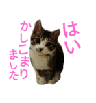 かわいいニャンコ♡ジンくん（個別スタンプ：14）
