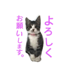 かわいいニャンコ♡ジンくん（個別スタンプ：16）