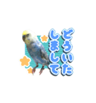 インコのぴーちゃんスタンプ（個別スタンプ：2）