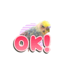 インコのぴーちゃんスタンプ（個別スタンプ：3）