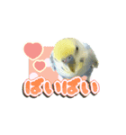 インコのぴーちゃんスタンプ（個別スタンプ：6）