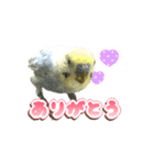 インコのぴーちゃんスタンプ（個別スタンプ：7）