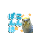 インコのぴーちゃんスタンプ（個別スタンプ：8）