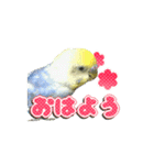 インコのぴーちゃんスタンプ（個別スタンプ：9）