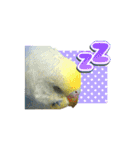 インコのぴーちゃんスタンプ（個別スタンプ：11）