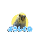 インコのぴーちゃんスタンプ（個別スタンプ：12）