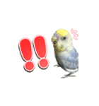 インコのぴーちゃんスタンプ（個別スタンプ：13）