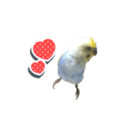インコのぴーちゃんスタンプ（個別スタンプ：16）