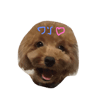 ハッピーだわん（個別スタンプ：1）