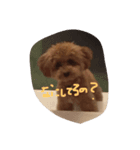 ハッピーだわん（個別スタンプ：2）