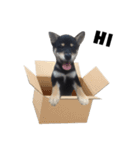 ShibaInu Bagel intl.（個別スタンプ：1）