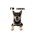 ShibaInu Bagel intl.（個別スタンプ：2）