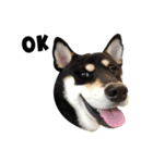 ShibaInu Bagel intl.（個別スタンプ：3）