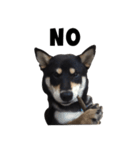 ShibaInu Bagel intl.（個別スタンプ：4）