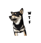 ShibaInu Bagel intl.（個別スタンプ：5）