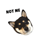 ShibaInu Bagel intl.（個別スタンプ：6）