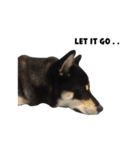 ShibaInu Bagel intl.（個別スタンプ：9）