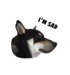 ShibaInu Bagel intl.（個別スタンプ：11）