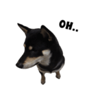 ShibaInu Bagel intl.（個別スタンプ：12）