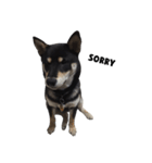 ShibaInu Bagel intl.（個別スタンプ：13）