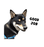 ShibaInu Bagel intl.（個別スタンプ：17）