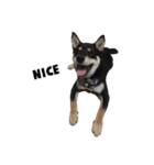 ShibaInu Bagel intl.（個別スタンプ：18）