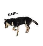 ShibaInu Bagel intl.（個別スタンプ：20）